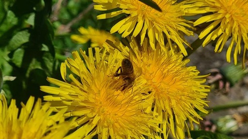 Utilisation des plantes sauvages